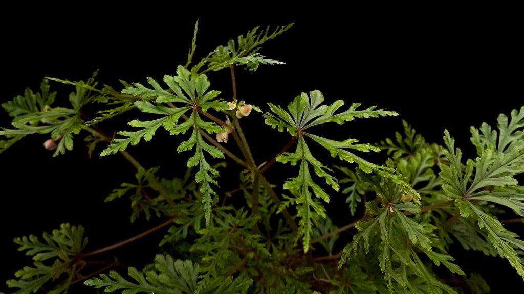 LINE_ALBUM_20251122_251122_121