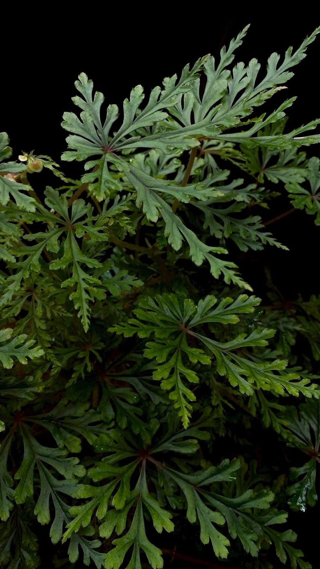 LINE_ALBUM_20251122_251122_126