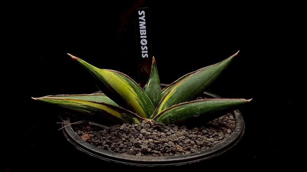 LINE_ALBUM_20251122_251122_109