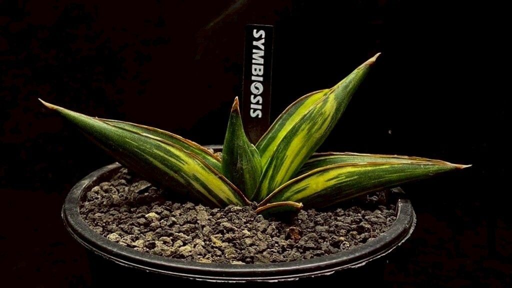 LINE_ALBUM_20251122_251122_106