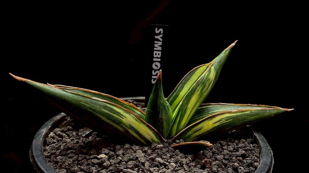 LINE_ALBUM_20251122_251122_110