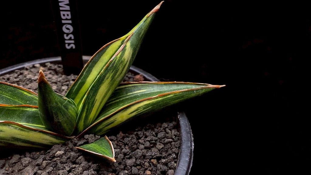 LINE_ALBUM_20251122_251122_111