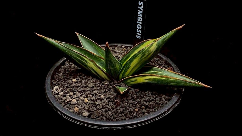 LINE_ALBUM_20251122_251122_105