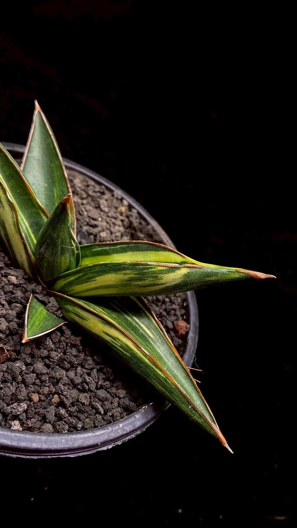 LINE_ALBUM_20251122_251122_112