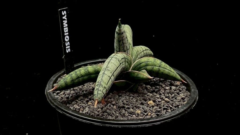 LINE_ALBUM_20251122_251122_1