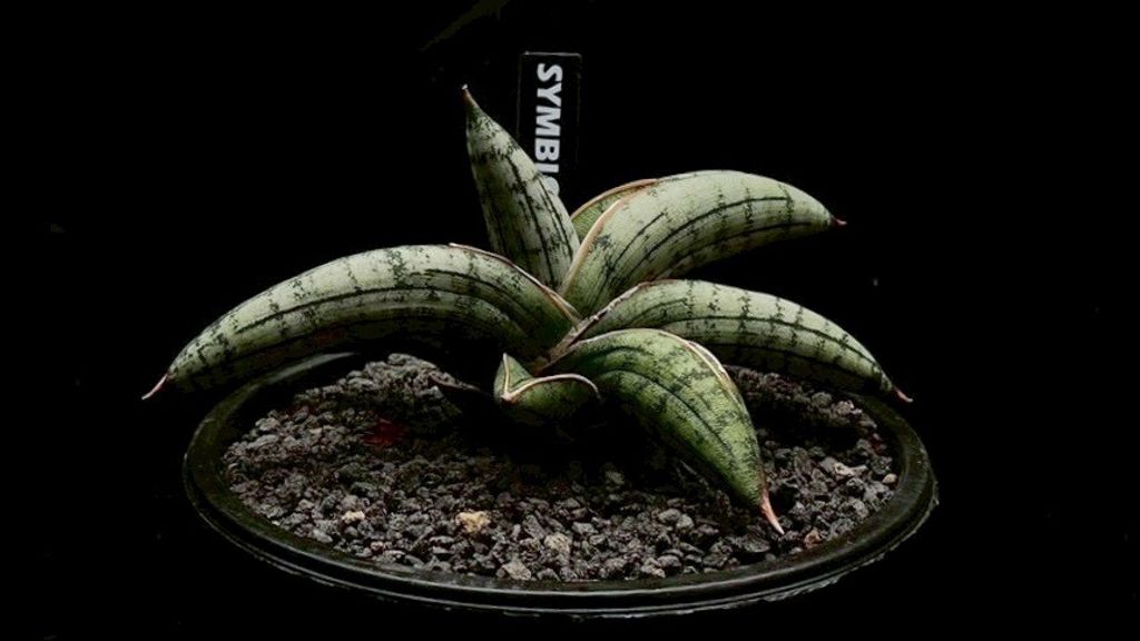 LINE_ALBUM_20251122_251122_3