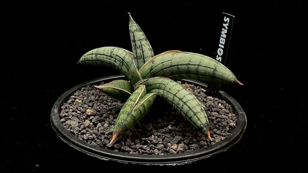 LINE_ALBUM_20251122_251122_2