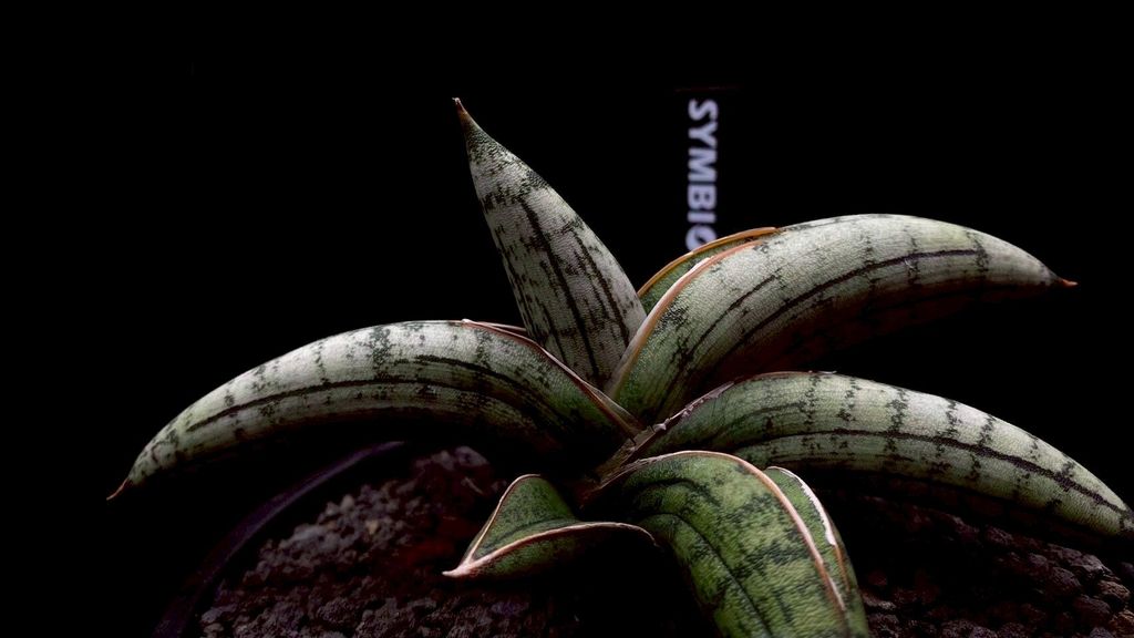 LINE_ALBUM_20251122_251122_5