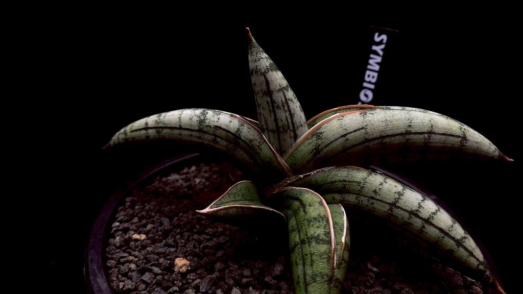 LINE_ALBUM_20251122_251122_4