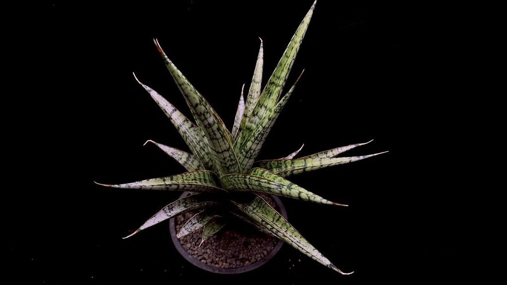 LINE_ALBUM_2025517_250517_13