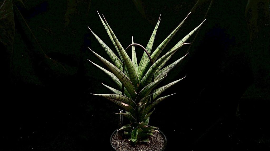 LINE_ALBUM_20251122_251122_16