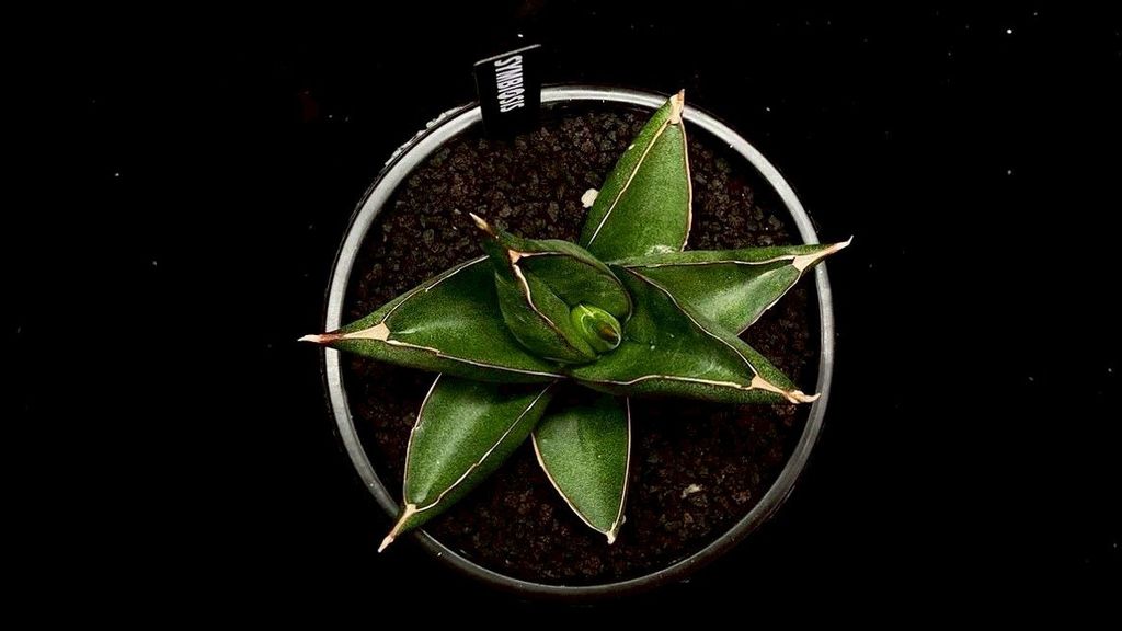 LINE_ALBUM_20251122_251122_25