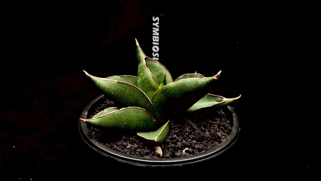 LINE_ALBUM_20251122_251122_26