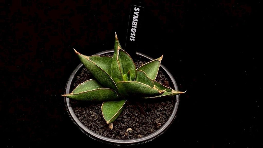 LINE_ALBUM_20251122_251122_30