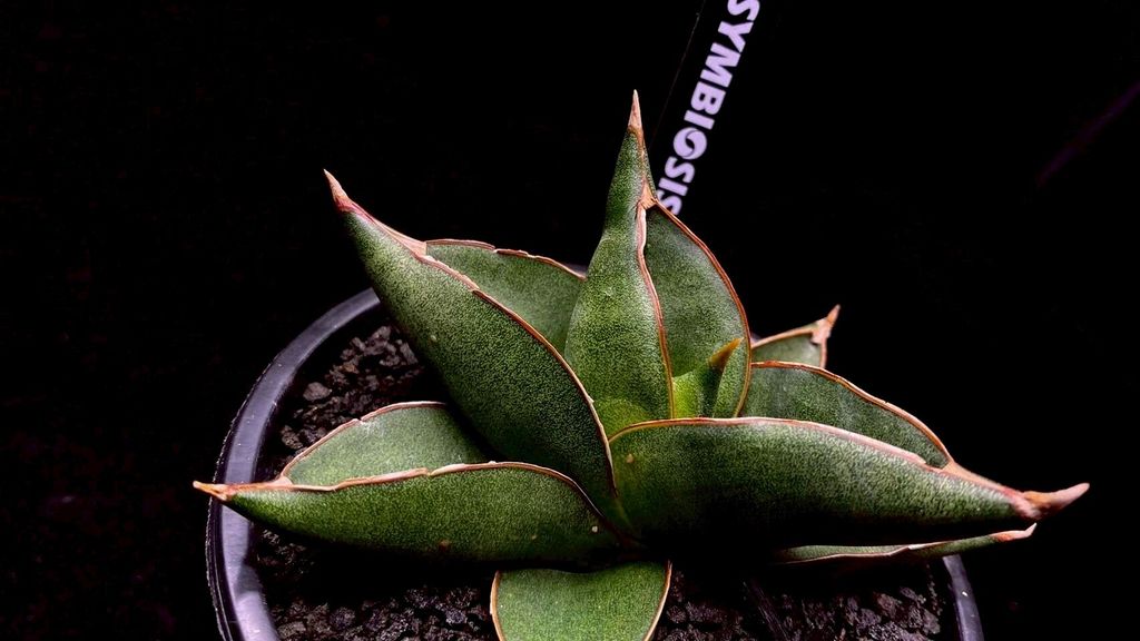 LINE_ALBUM_20251122_251122_31