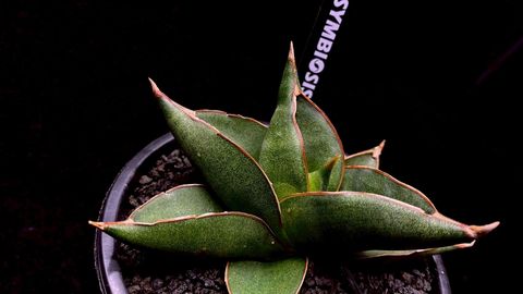 LINE_ALBUM_20251122_251122_31