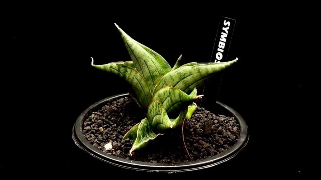 LINE_ALBUM_20251122_251122_36