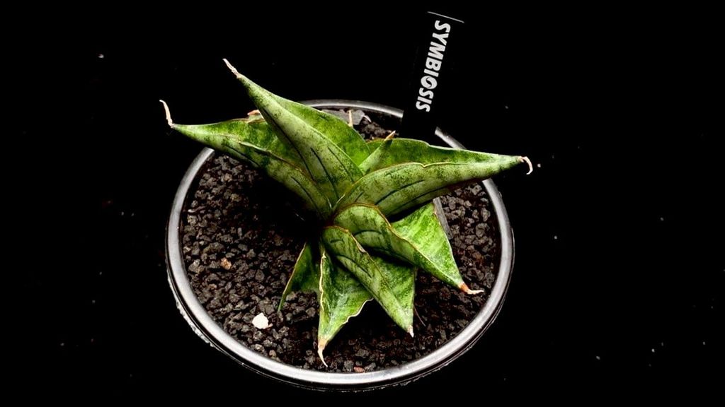 LINE_ALBUM_20251122_251122_34