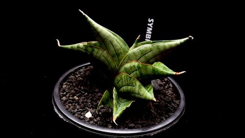 LINE_ALBUM_20251122_251122_33