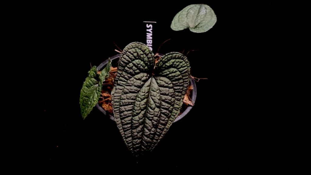 LINE_ALBUM_20251122_251122_49