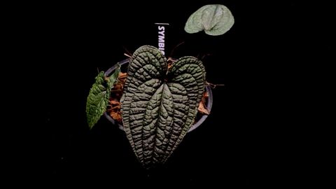 LINE_ALBUM_20251122_251122_49