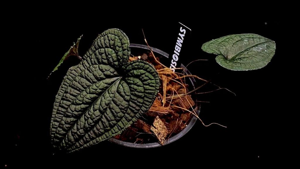 LINE_ALBUM_20251122_251122_56