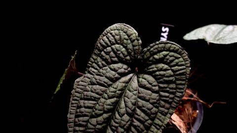 LINE_ALBUM_20251122_251122_54