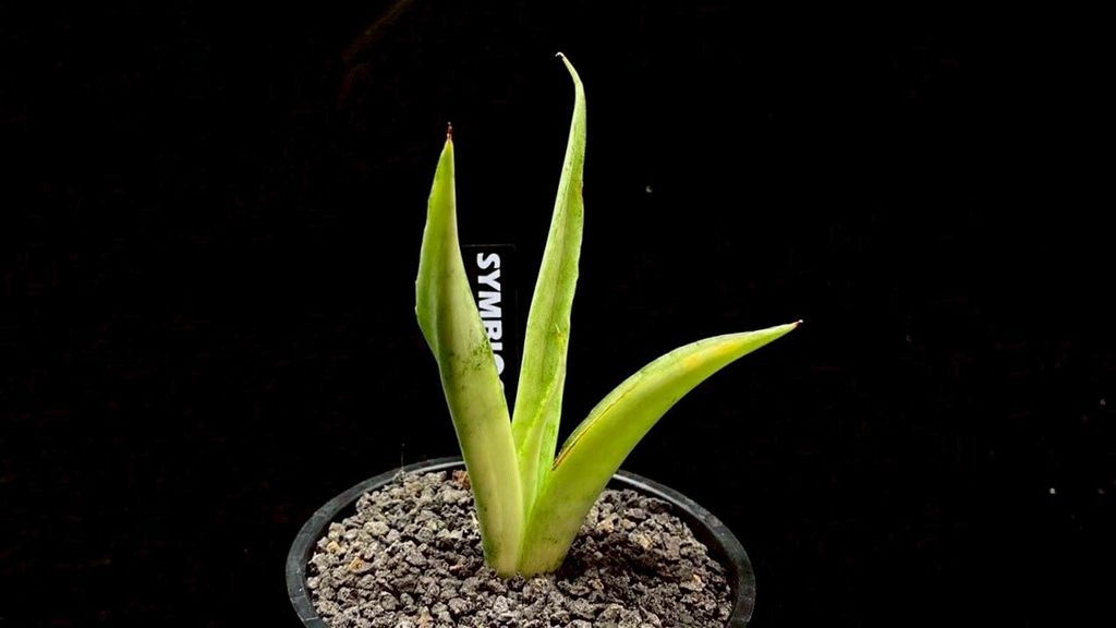 LINE_ALBUM_20251122_251122_53