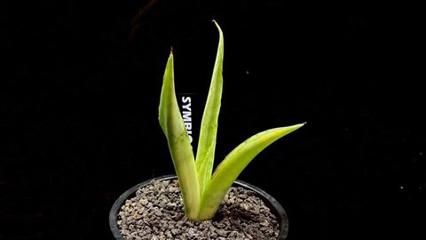 LINE_ALBUM_20251122_251122_53