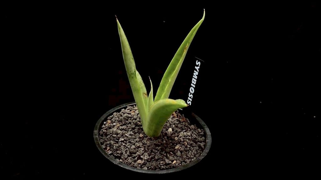 LINE_ALBUM_20251122_251122_57