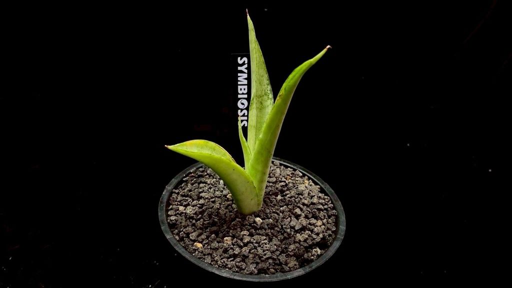 LINE_ALBUM_20251122_251122_58