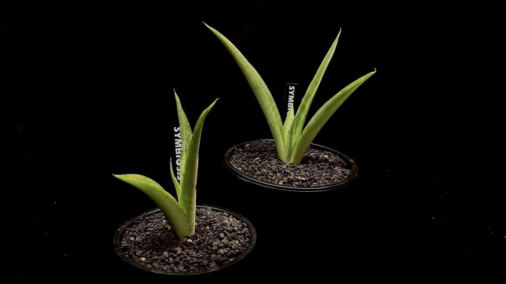 LINE_ALBUM_20251122_251122_64