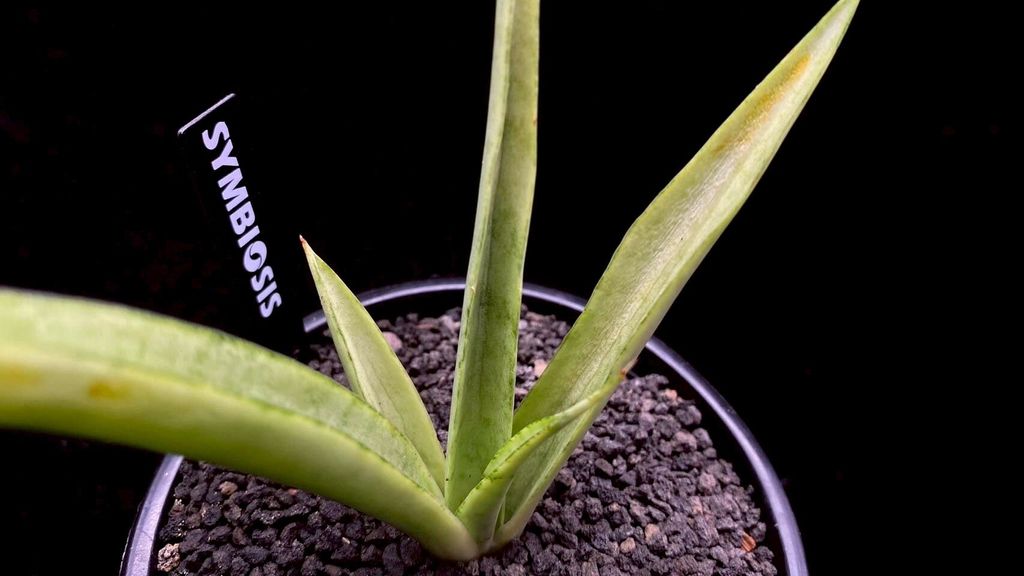 LINE_ALBUM_20251122_251122_60