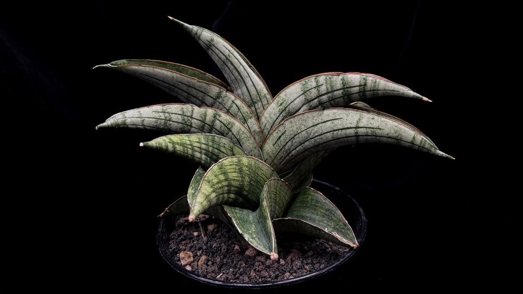 LINE_ALBUM_20241029_241029_71