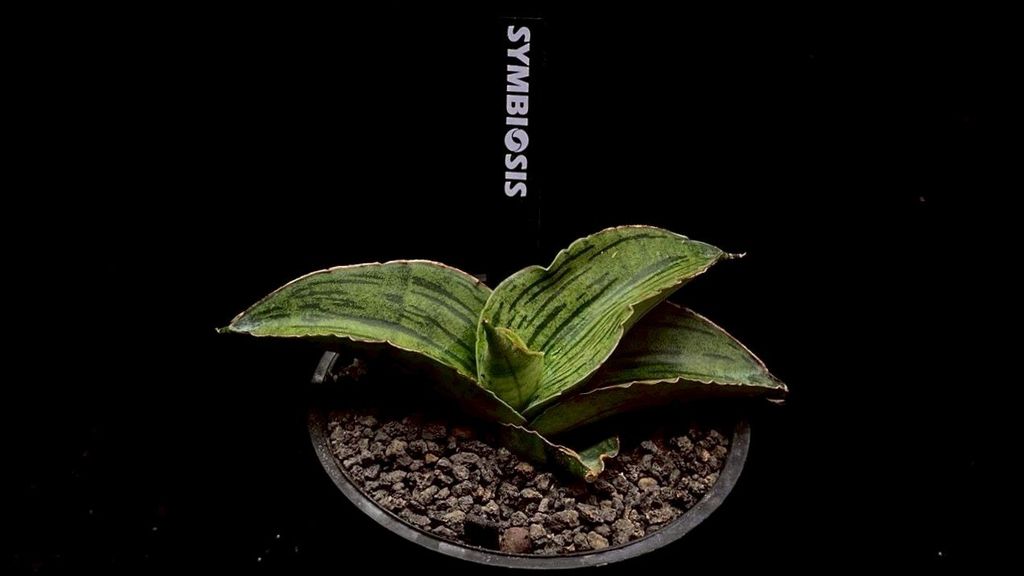 LINE_ALBUM_20251122_251122_61