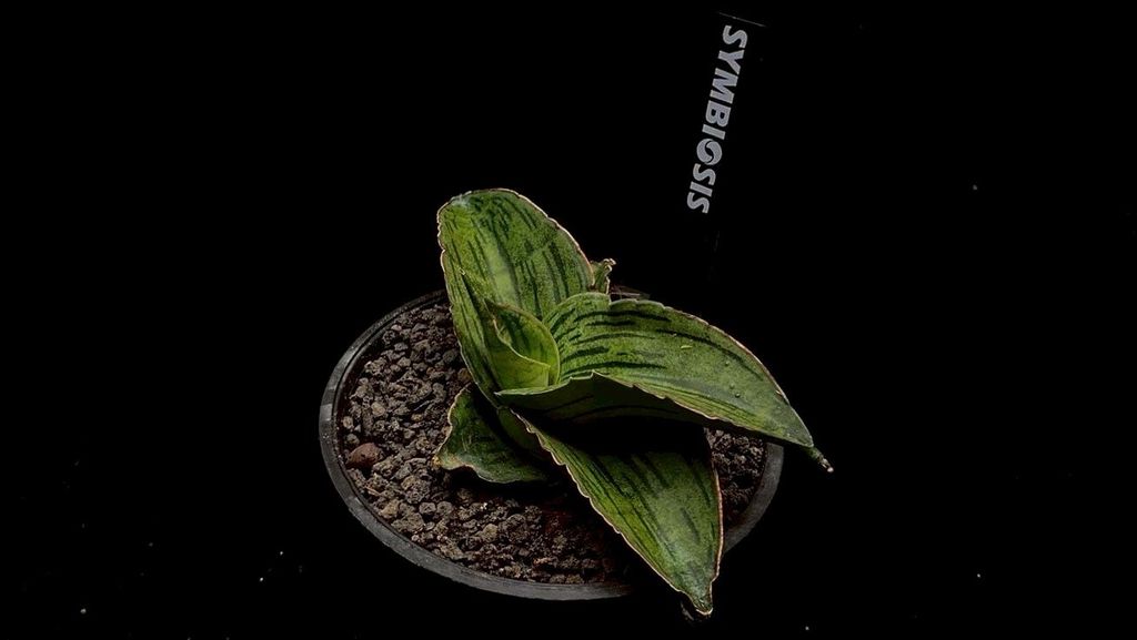 LINE_ALBUM_20251122_251122_62