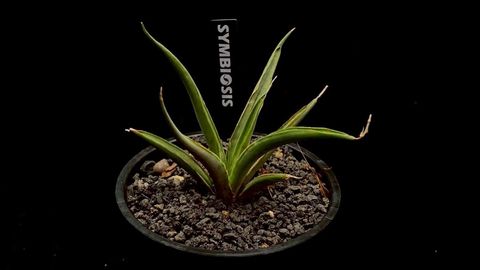 LINE_ALBUM_20251122_251122_65