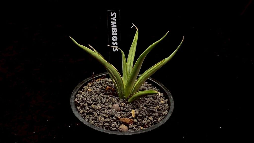 LINE_ALBUM_20251122_251122_72