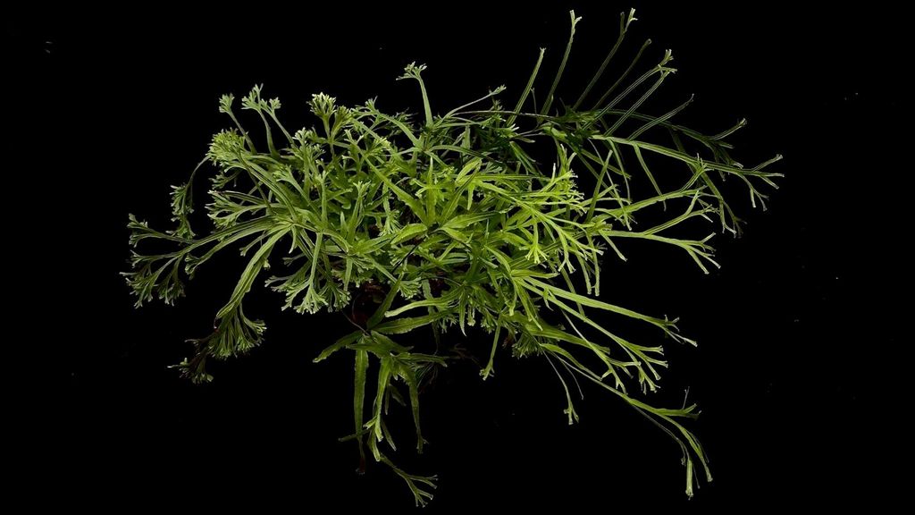 LINE_ALBUM_20251228_251228_4