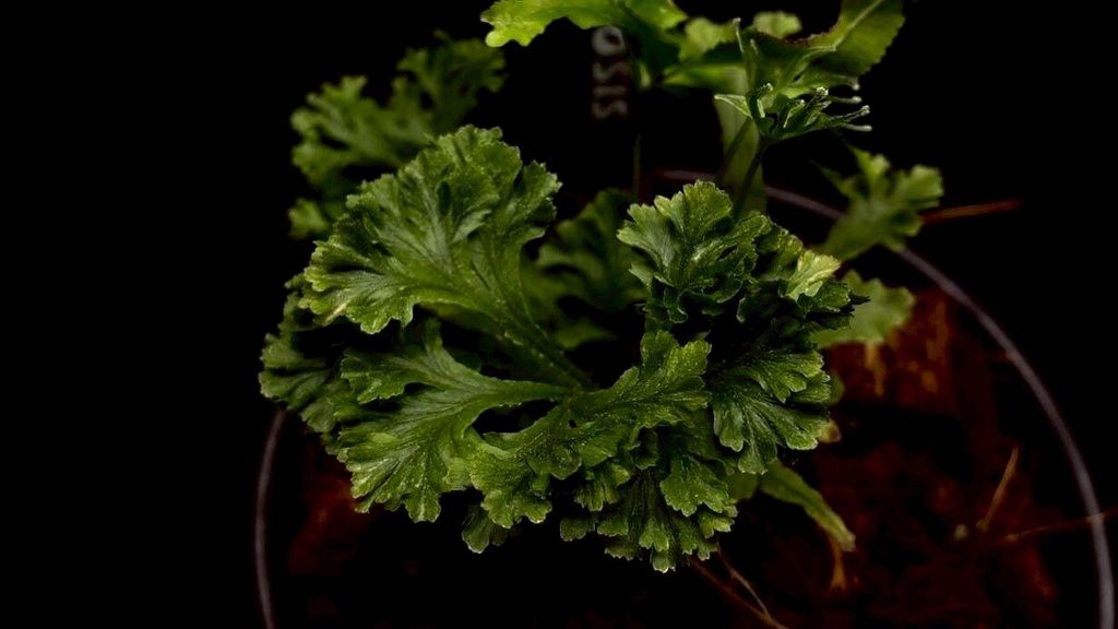 LINE_ALBUM_20251228_251228_8