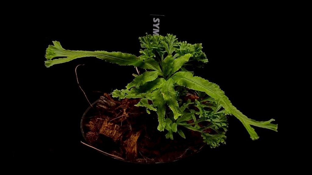 LINE_ALBUM_20251228_251228_11