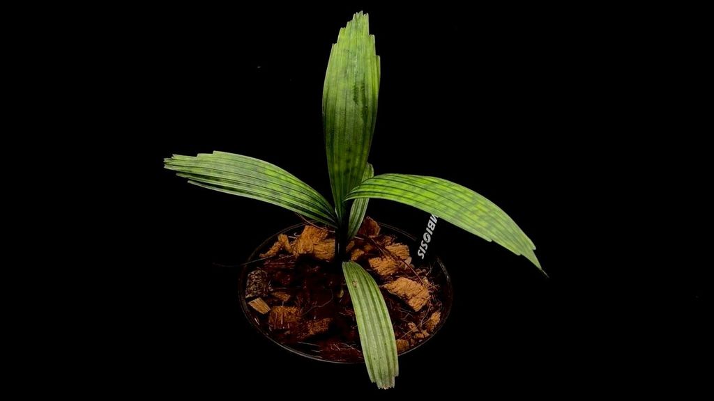 LINE_ALBUM_20251228_251228_15