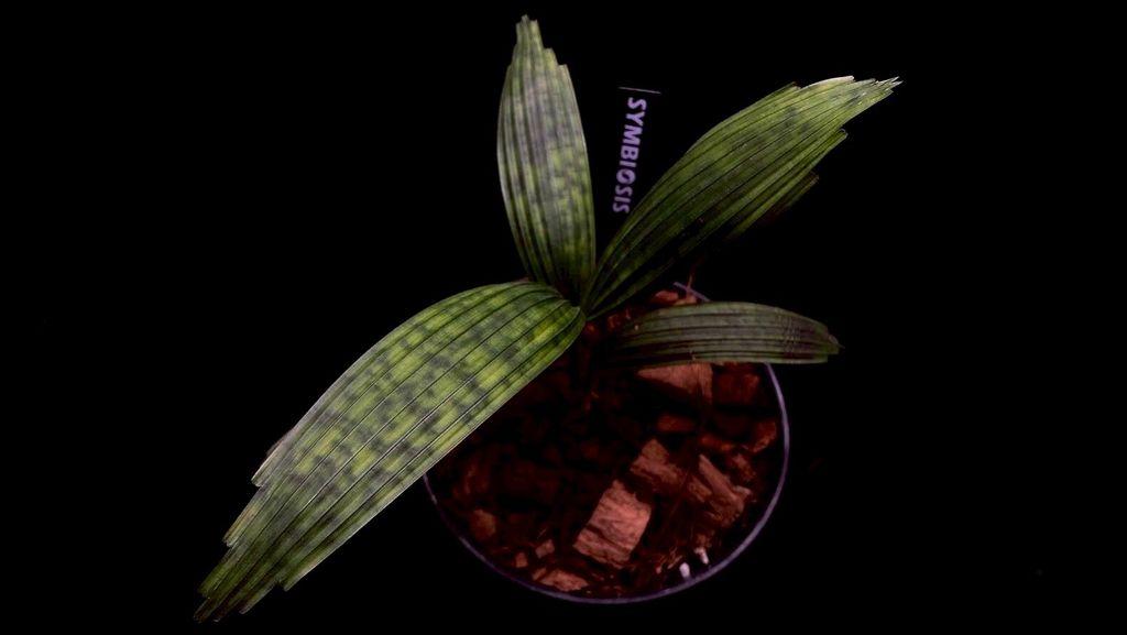 LINE_ALBUM_20251228_251228_12