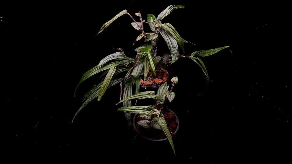 LINE_ALBUM_20251228_251228_86