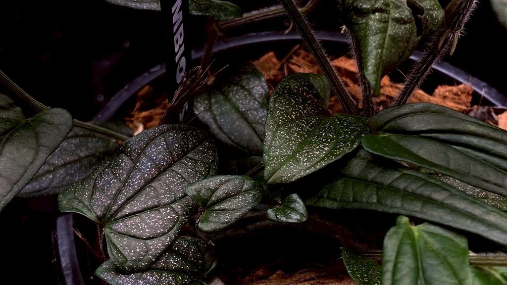 LINE_ALBUM_20251228_251228_85