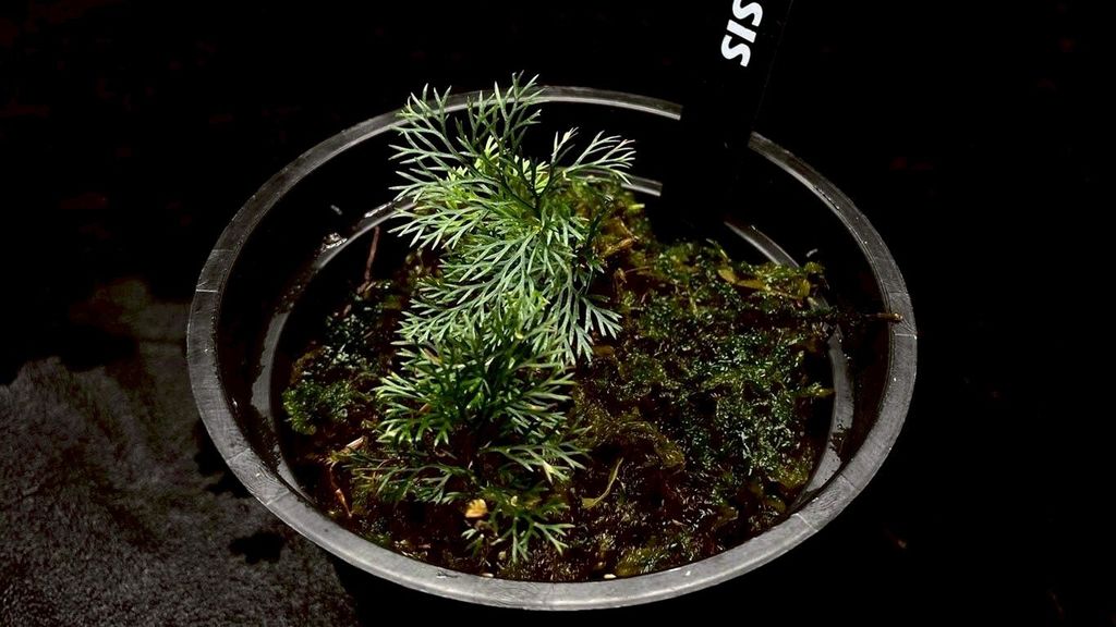 LINE_ALBUM_20251228_251228_23