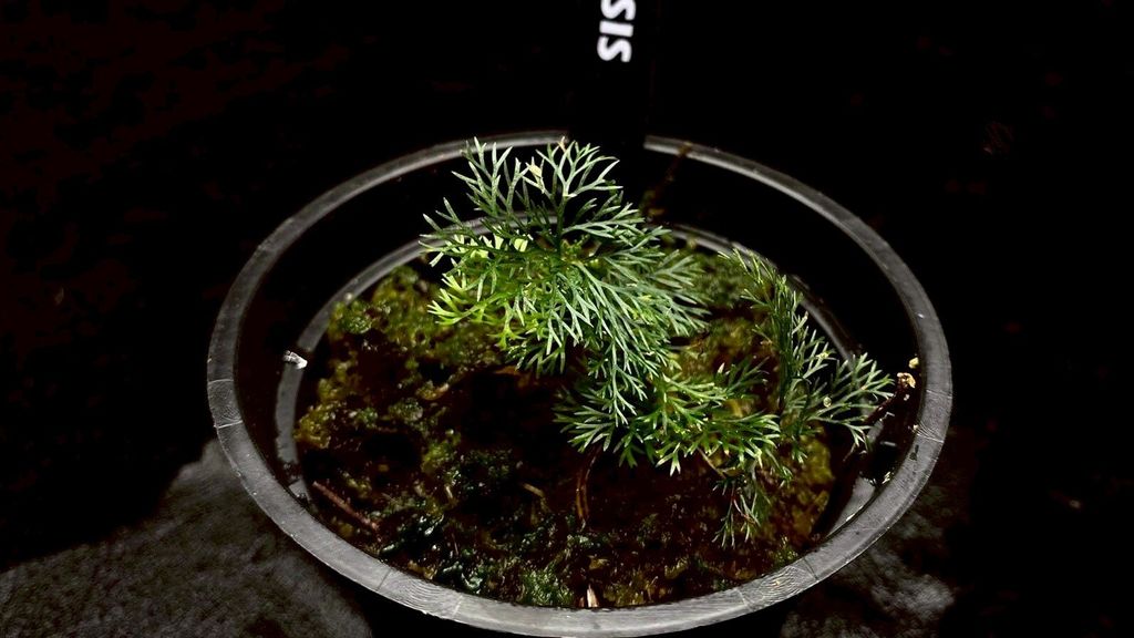 LINE_ALBUM_20251228_251228_22