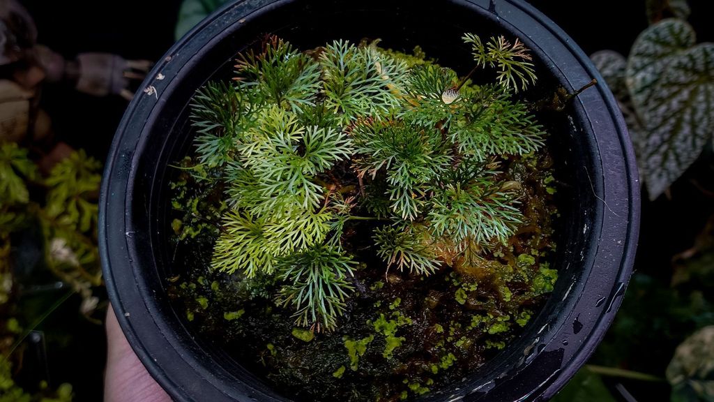 605856542_25544910971812897_5373728497005628678_n