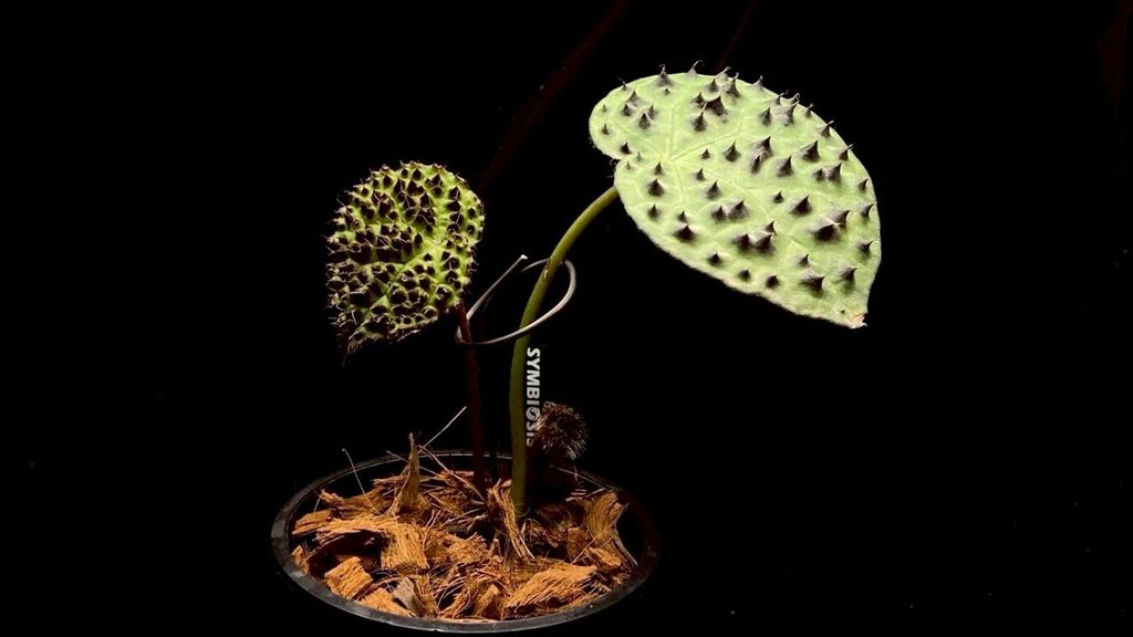 LINE_ALBUM_20251228_251228_28