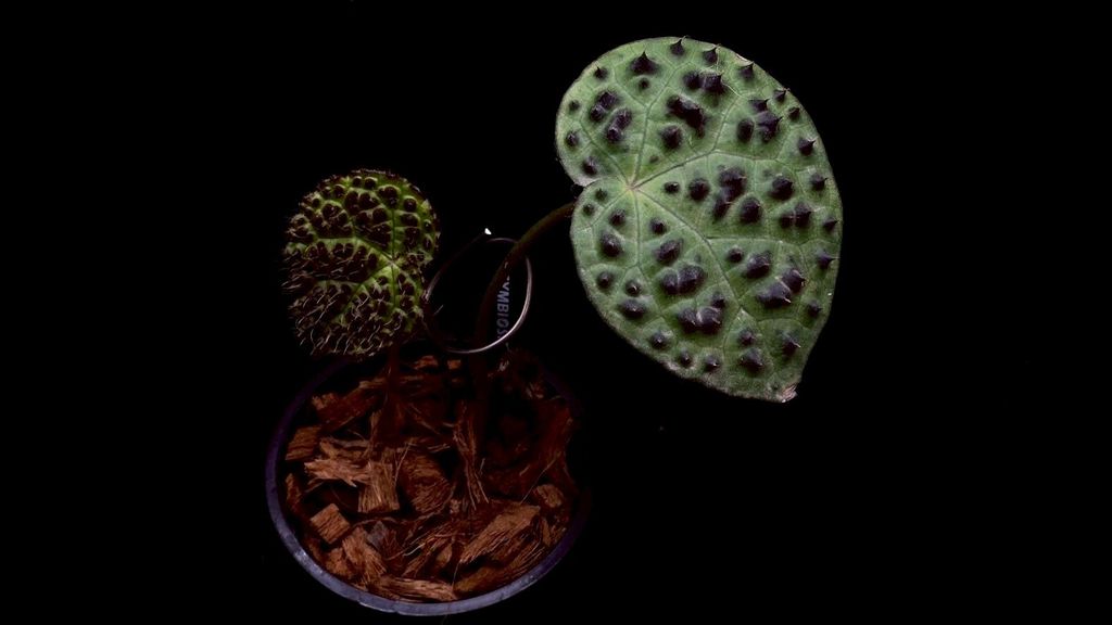 LINE_ALBUM_20251228_251228_27